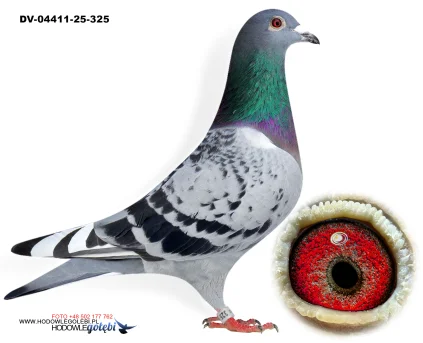 SG Weber-Kleekamp-Hess DV-04411-25-325