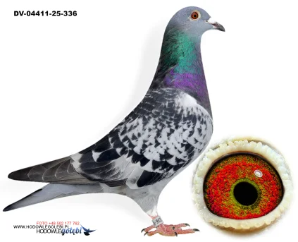 SG Weber-Kleekamp-Hess DV-04411-25-336