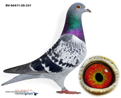 SG Weber-Kleekamp-Hess DV-04411-25-331