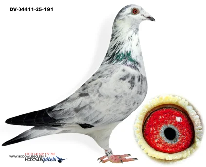 SG Weber-Kleekamp-Hess DV-04411-25-191