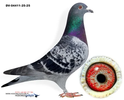 SG Weber-Kleekamp-Hess DV-04411-25-25