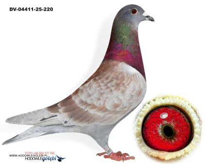 SG Weber-Kleekamp-Hess  DV-04411-25-220