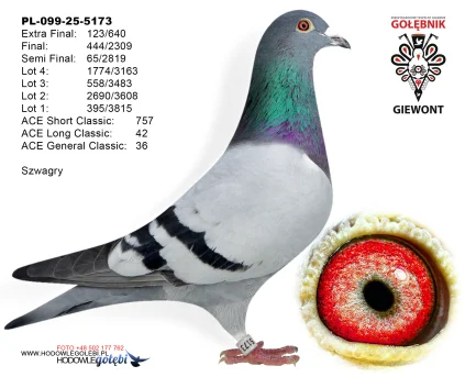 123m./extra final Szwagry PL-099-25-5173