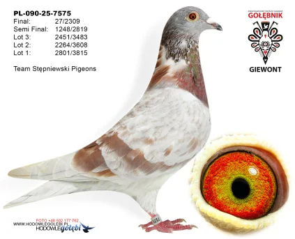 27m./final Team Stępniewski Pigeons PL-090-25-7575