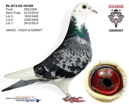 AMIGO - KADO & KERMIT PL-013-25-10100