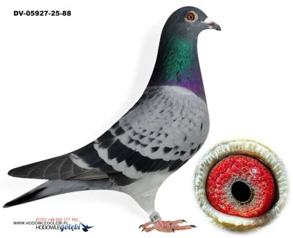 Zdenek Pavlik DV-05927-25-88