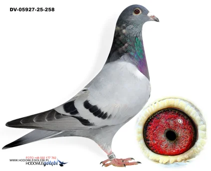 Zdenek Pavlik DV-05927-25-258