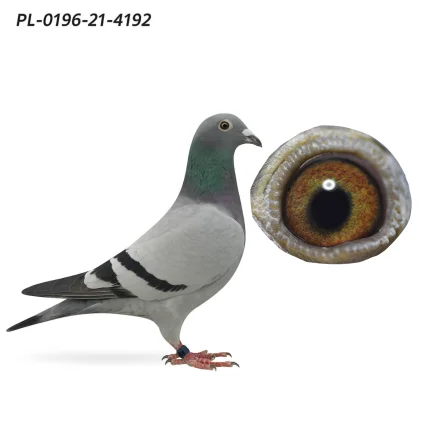 Piwowarczyk Adrian PL-0196-21-4192