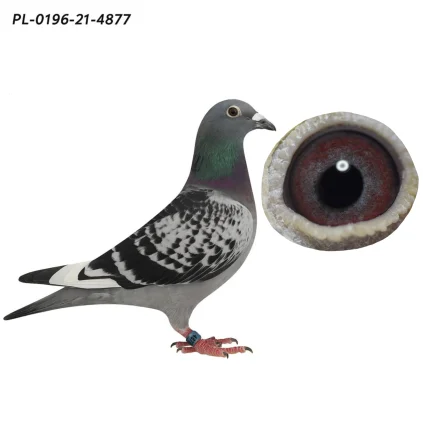 Piwowarczyk Adrian PL-0196-21-4877