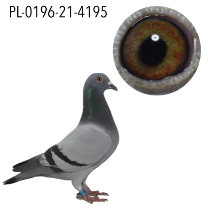 Piwowarczyk Adrian PL-0196-21-4195