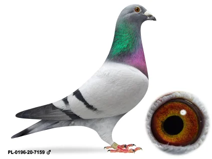 Piwowarczyk Adrian PL-0196-20-7159