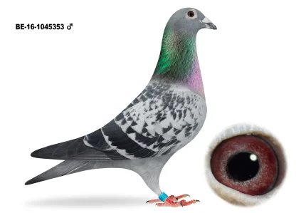 VLEUGELS HERMAN BE-16-1045353