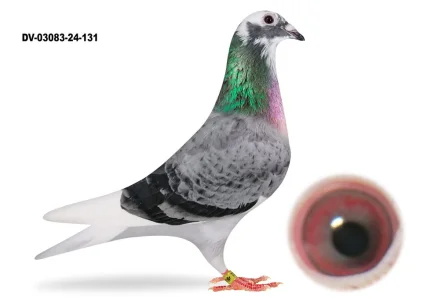 Yevheniy Gudz DV-03083-24-131