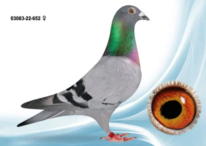 Yevheniy Gudz DV-03083-22-652