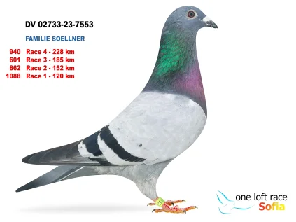 Markus Sollner DV-02733-23-7553