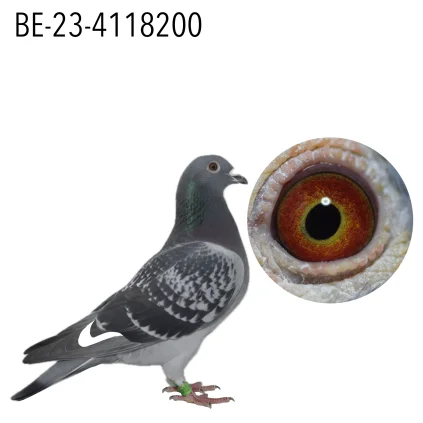 VERSTRAETE PIGEONS BE-23-4118200
