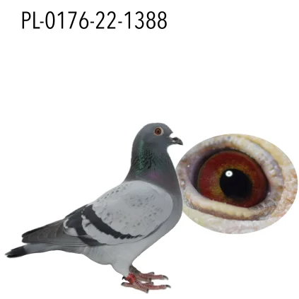 EWA I DARIUSZ MARCISZEWSCY PL-0176-22-1388