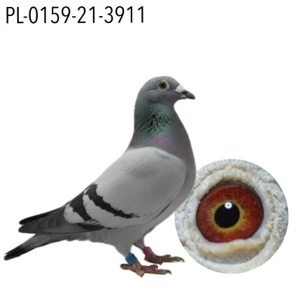 MĘTAL TOMASZ PL-0159-21-3911