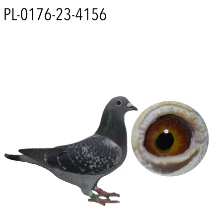 EWA I DARIUSZ MARCISZEWSCY PL-0176-23-4156