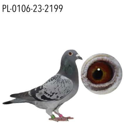 MĘTAL TOMASZ PL-0106-23-2199