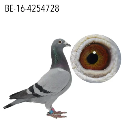 CHRIS HEBBERECHT BE-16-4254728