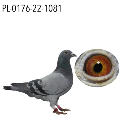 EWA I DARIUSZ MARCISZEWSCY PL-0176-22-1081