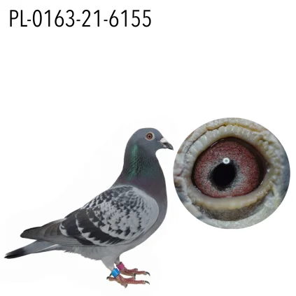 MIECZYSŁAW GLANDYS PL-0163-21-6155