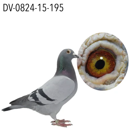 SG KROGER-SCHUMACHER DV-0824-15-195