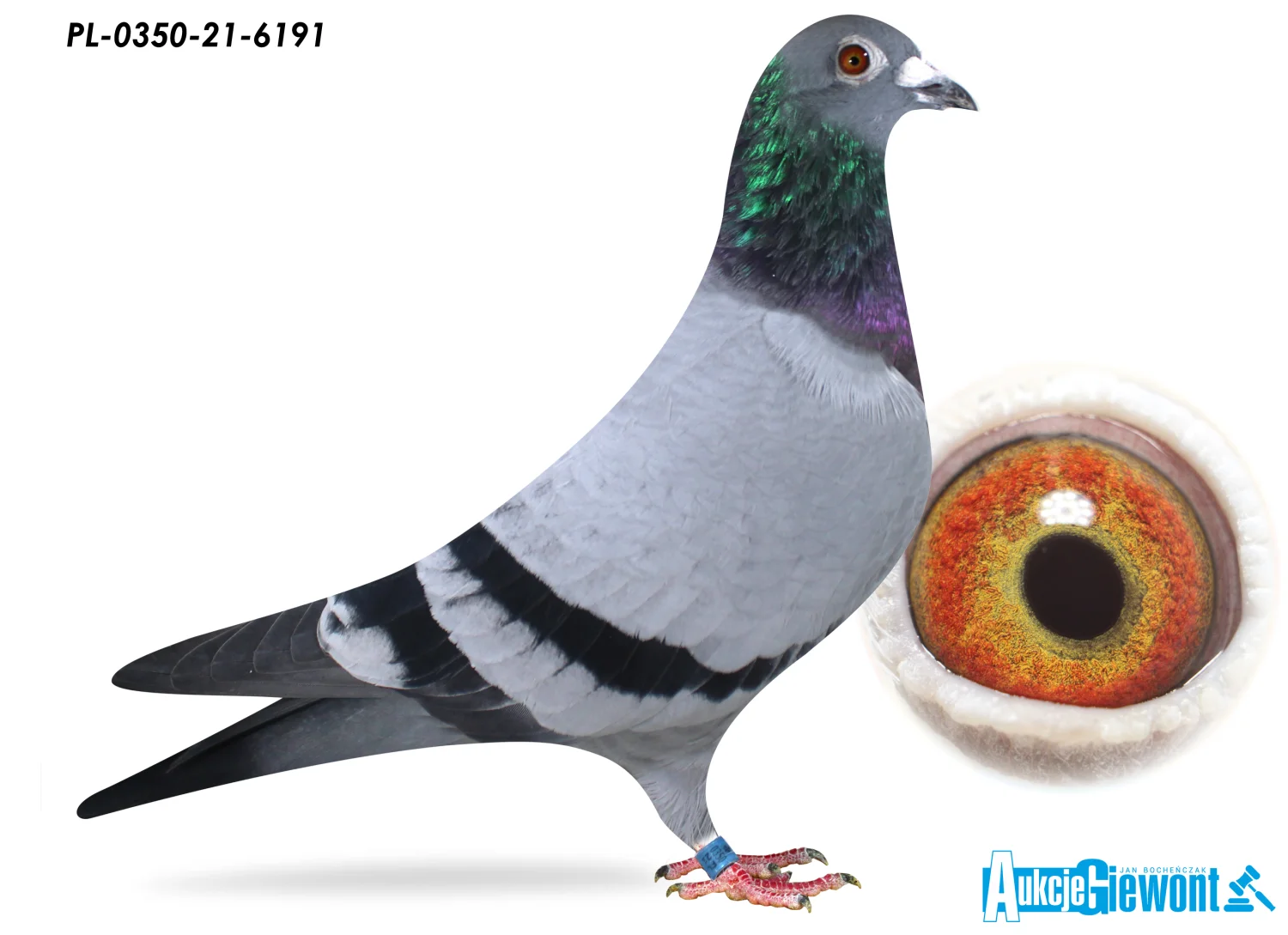 希少！シルバー イーグル2019-P PR69DCAM アポロ11 50th 希少！シルバー イーグル2019-P PR69DCAM アポロ11 50th 2019 P Apollo