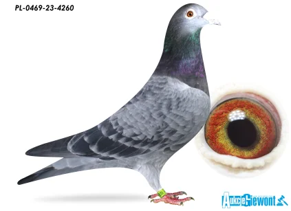 KOSUT KRZYSZTOF I KAMIL  PL-0469-23-4260