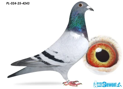 JÓZEF GABRYŚ PL-024-25-4243