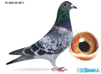 JÓZEF GABRYŚ PL-024-25-4211