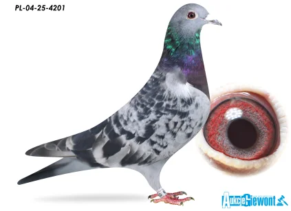 JÓZEF GABRYŚ PL-024-25-4201