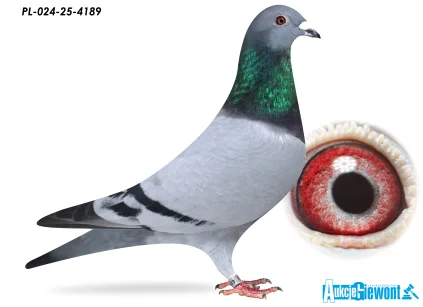 JÓZEF GABRYŚ PL-024-25-4189