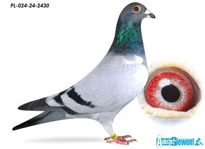 JÓZEF GABRYŚ PL-024-24-2430