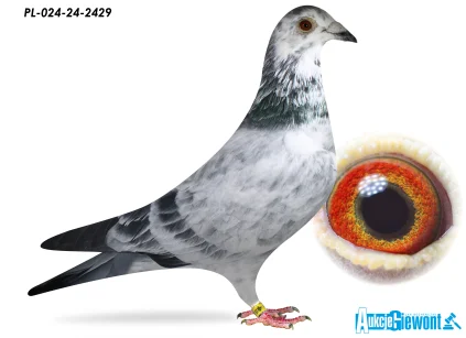 JÓZEF GABRYŚ PL-024-24-2429