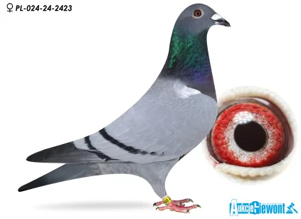 JÓZEF GABRYŚ PL-024-24-2423