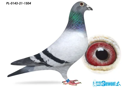 ANDRZEJ I MICHAŁ WIOSNA PL-0143-21-1504