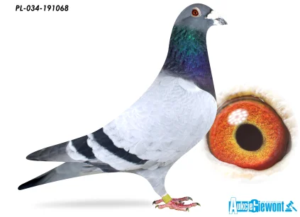 WOJCIEC A. HAŃDEREK PL-034-19-1068