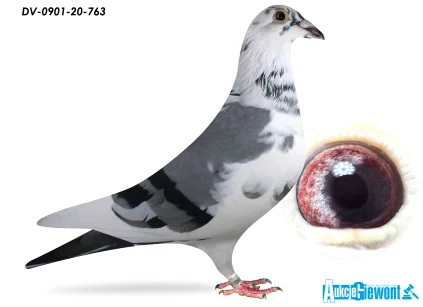 ROLAND DENIS FABER DV-0901-20-0763