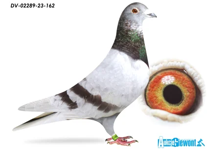 KONRAD SŁOWIAK DV-02289-23-162