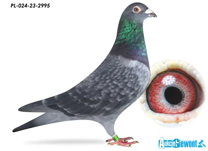 JÓZEF GABRYŚ PL-024-23-2995