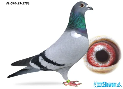 TEAM STĘPNIEWSKI L.K.K. PL-090-23-2786