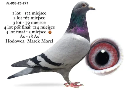 3 m. / lot FINAŁOWY MAREK MOREL PL-053-25-271