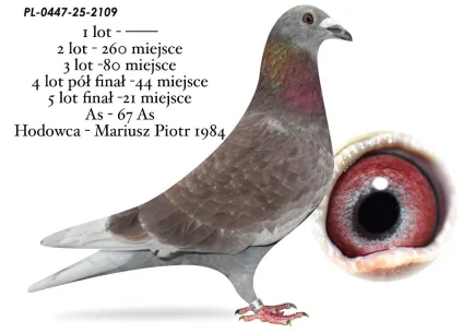 21 m. / LOT FINAŁOWY MARIUSZ  PIOTR 1894 PL-0447-25-2109