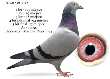 27 m./LOT FINAŁOWY MARIUSZ PIOTR 1984 PL-0447-25-2107