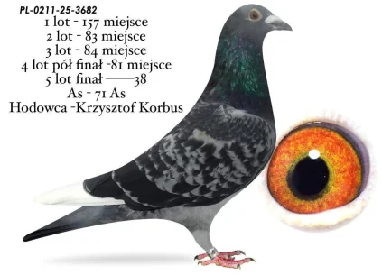 38 m./ FINAŁ KRZYSZTOF KORBUS  PL-0211-25-3682