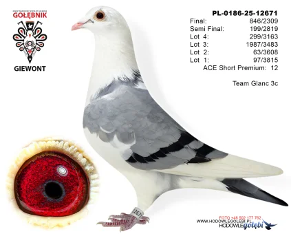 Team Glanc 3c PL-0186-25-12671