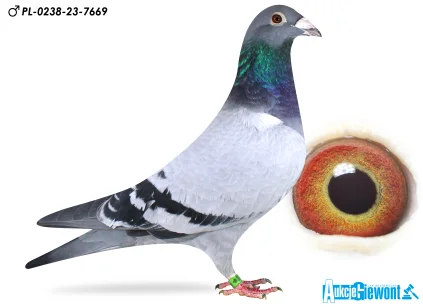 Karolina & Marian Łaś PL-0238-25-7669