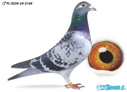 Karolina & Marian Łaś PL-0234-25-2144